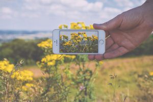 Capturing yellow flowers with smartphone in field