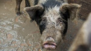 Muddy pig standing in a muddy pen.