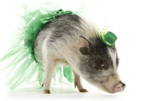 Pig wearing green tutu and tiny hat.