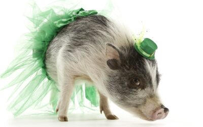 A Dressed-up Pig