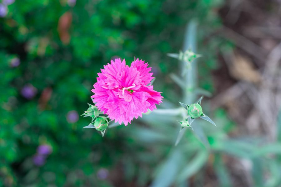 Close-up of vibrant pink flower in garden