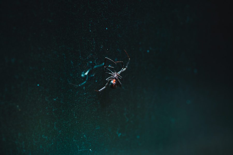 Close-up of a black widow spider on glass