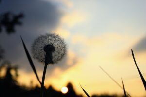 Dandelion silhouette against a colorful sunset sky.