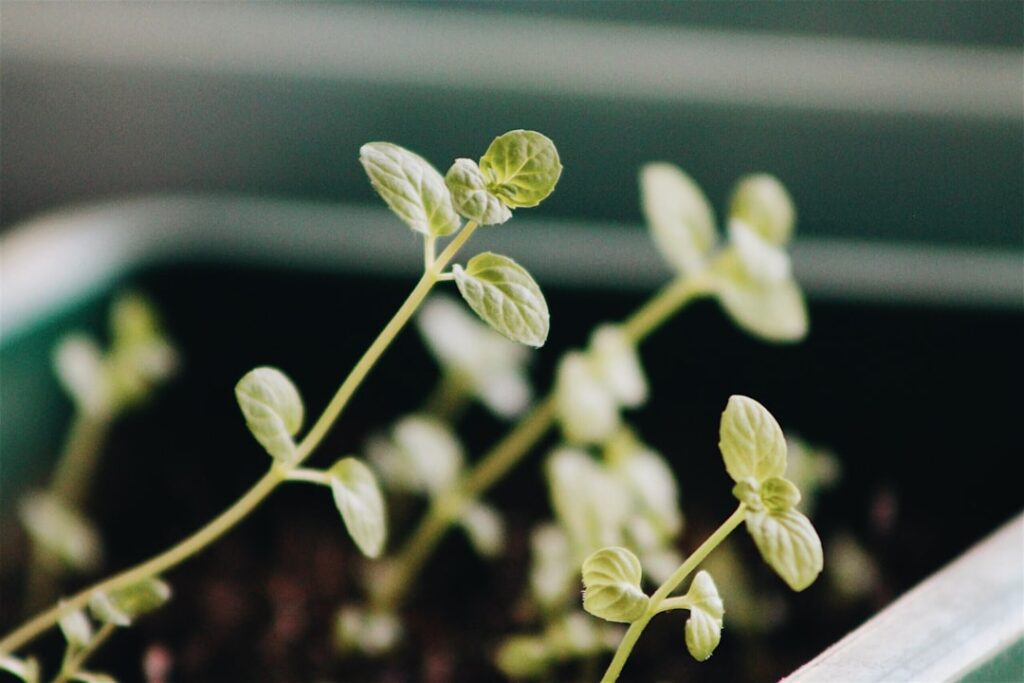 Photo Seedling sprouting