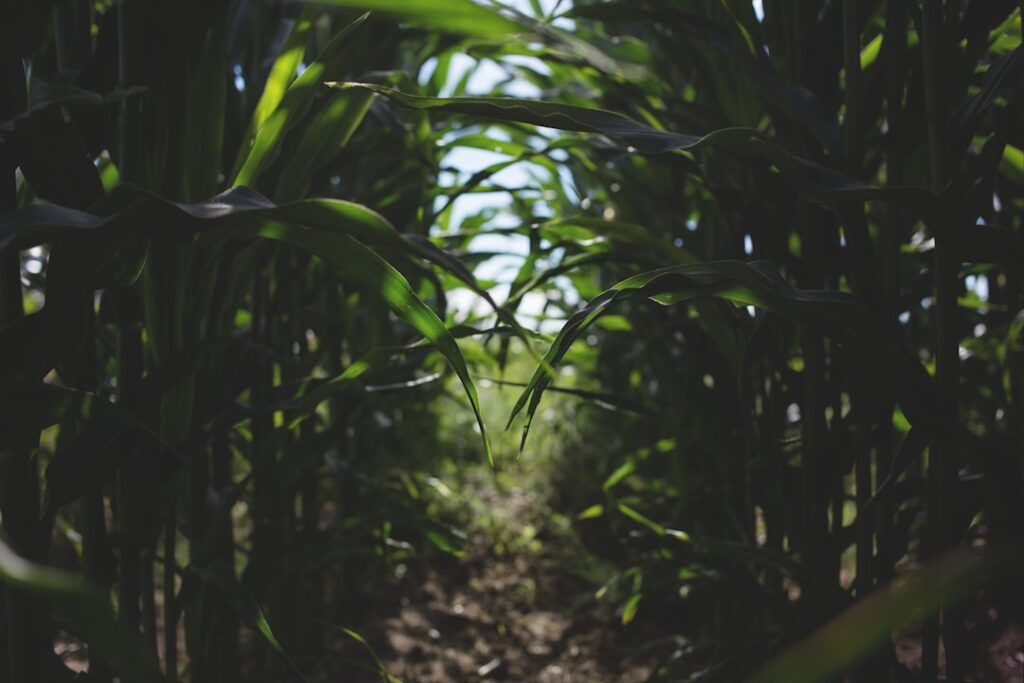 Photo Abundant harvest