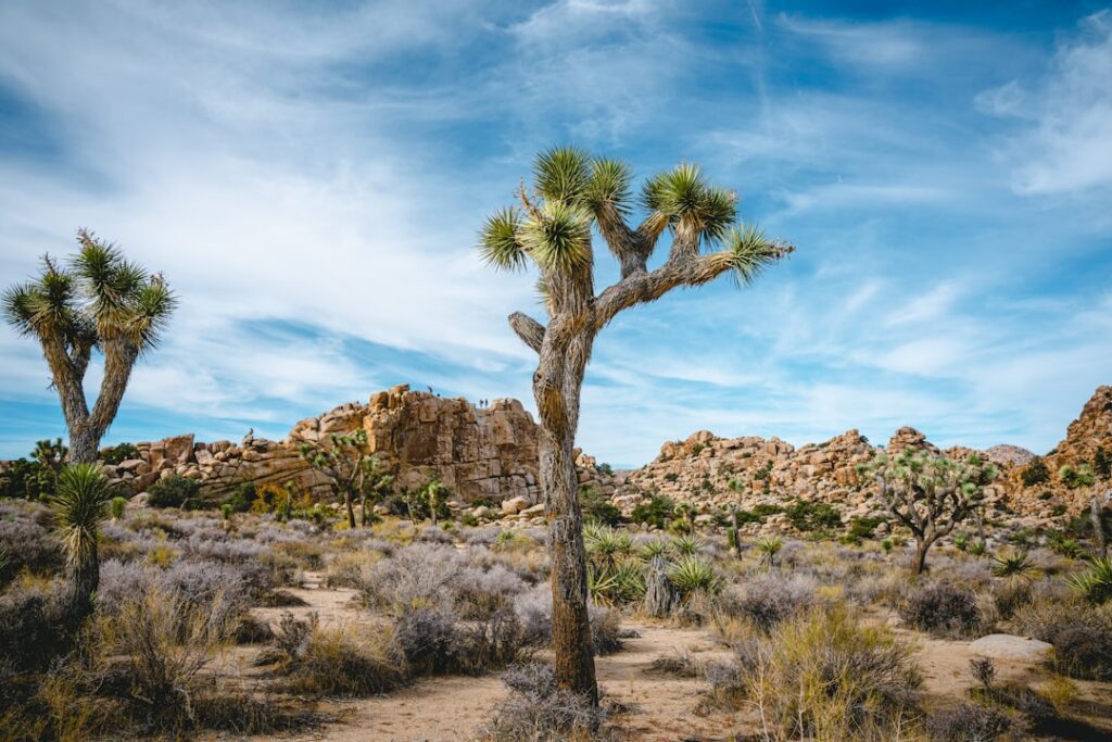 Photo Desert landscape