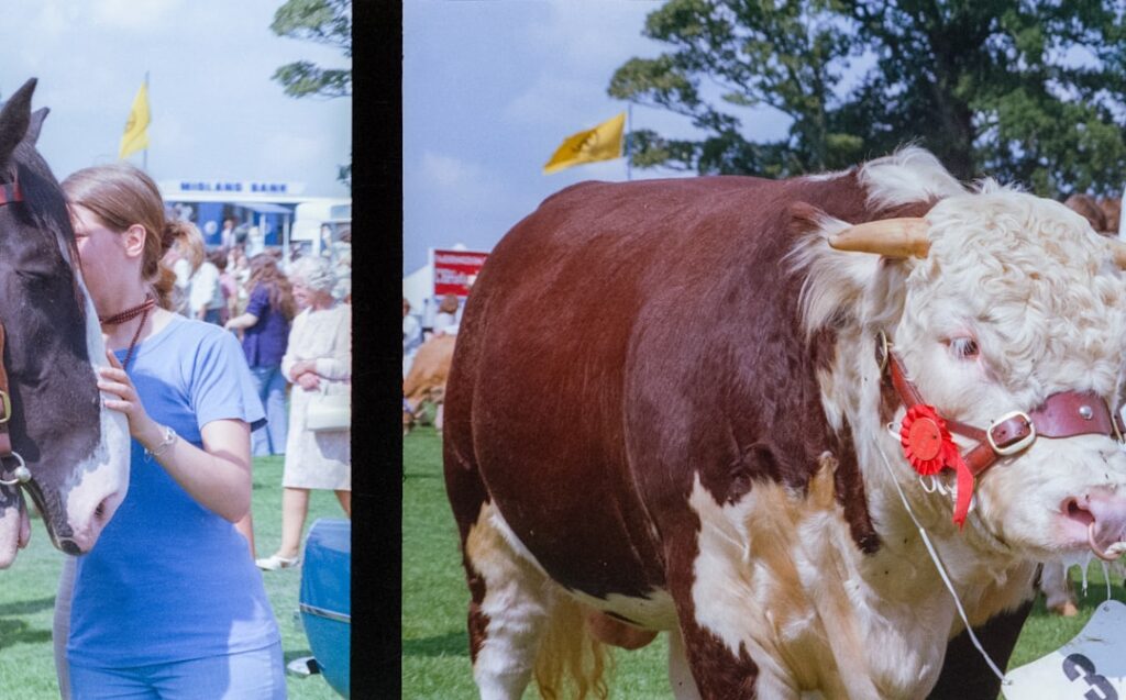 People with cattle at an outdoor event
