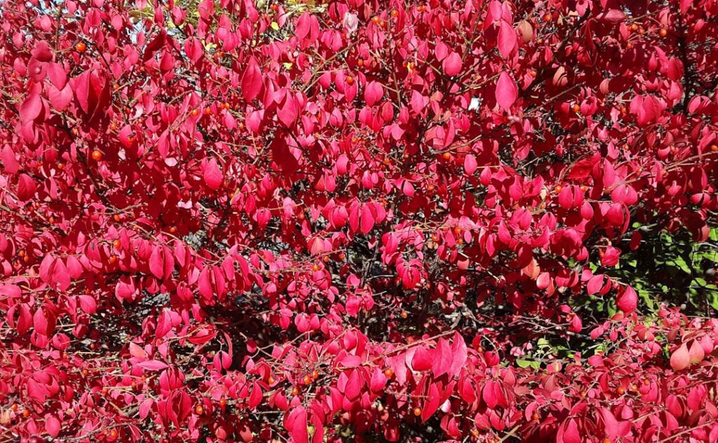 Photo Burning bush