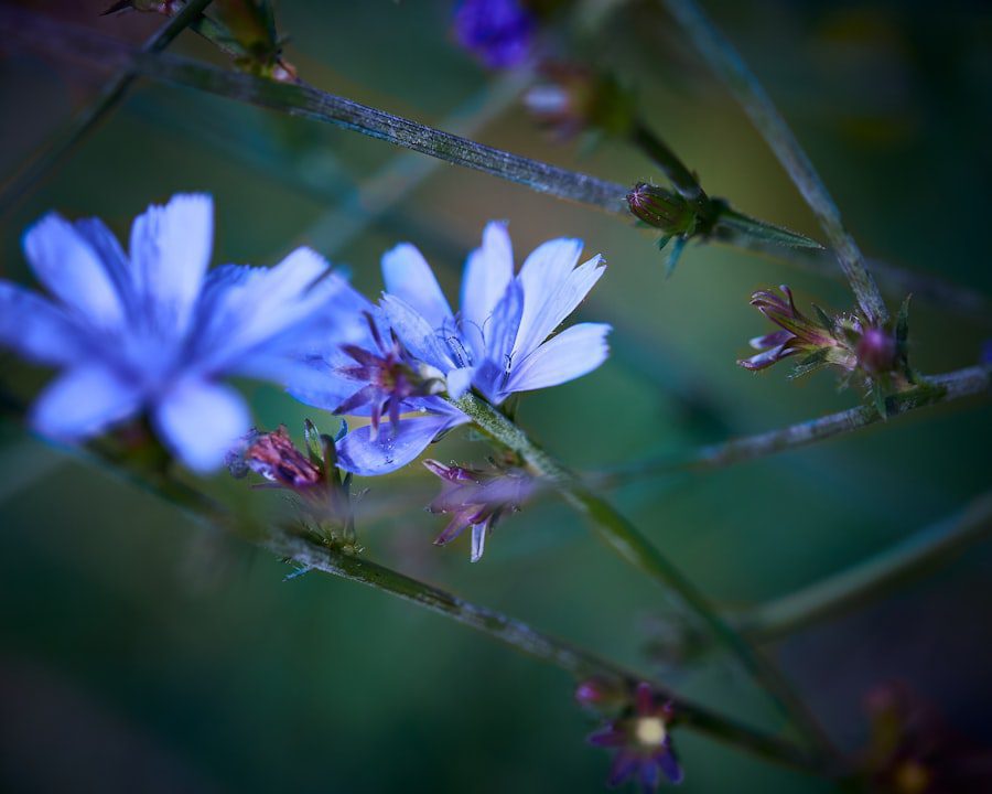 Photo Human Flourishing